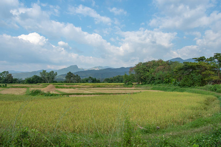 农村背景山和树的稻田图片