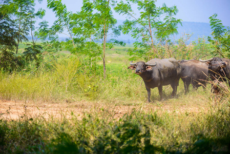 非洲水牛群，动物哺乳动物