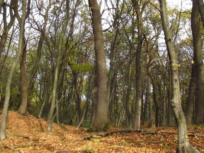 秋天在树林里。温暖的秋日。乌克兰西部的性质。在老倒下的树上的落叶的地毯