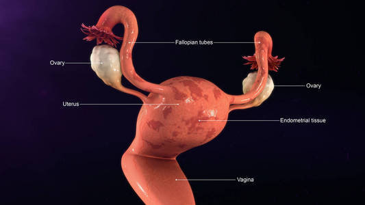 女性子宫解剖