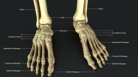 脚骨架图片