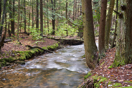 流经宾夕法尼亚州针叶林的小溪。河岸上有常青树, 地上有苔藓