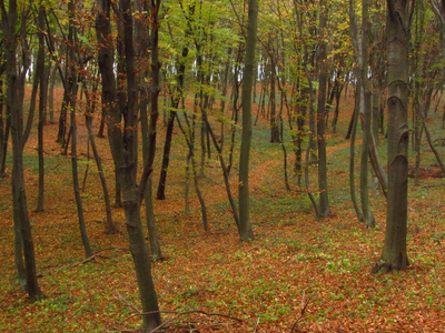 秋天在树林里。温暖的秋日。乌克兰西部的性质。在老倒下的树上的落叶的地毯