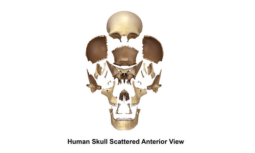 人类的头颅骨视图