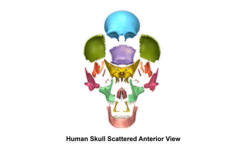 人类的头颅骨视图