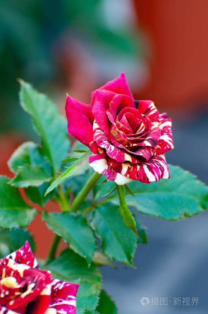 玫瑰"sc缘阳光", 深红色的花散落着白色, 中等大小的花, 明亮的绿色