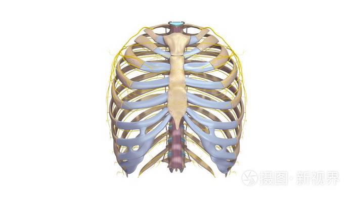通过与神经根肋骨