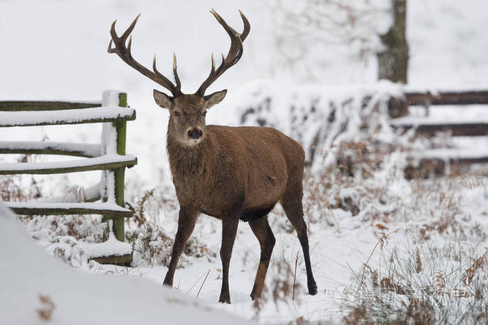 深雪中的红鹿雄鹿