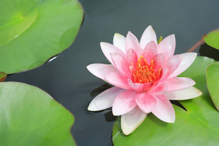 美丽的粉红色莲花在池塘, 特写水百合和叶子的性质