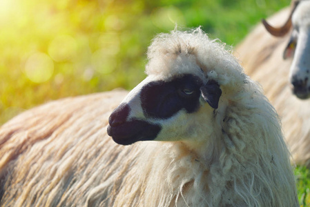 在晴朗的日光下, 绵羊在草地上休息