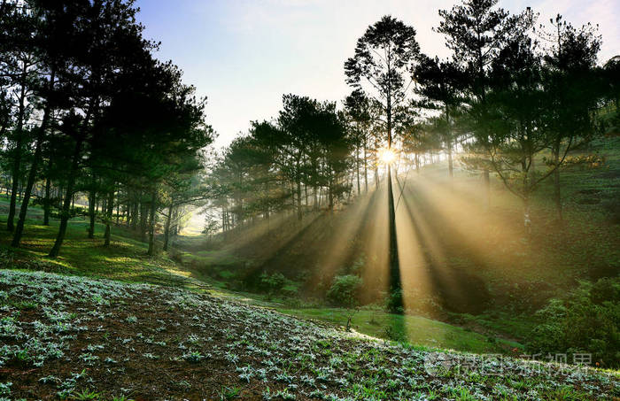 梦幻般的迷雾森林与松树树在阳光下.太阳的光芒穿过树.美丽世界