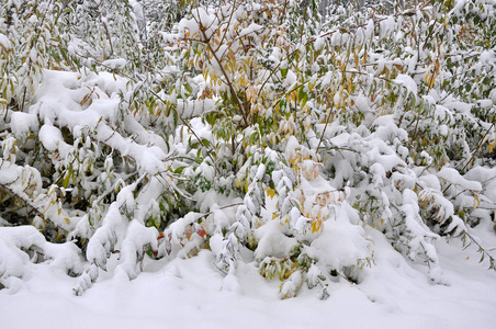 绿色 leaves8 上的第一场白雪