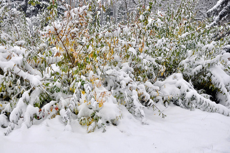 绿色 leaves9 上的第一场白雪