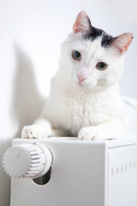 白猫躺在散热器上