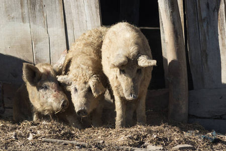 三小猪的故事, Mangalica 匈牙利品种的国内猪