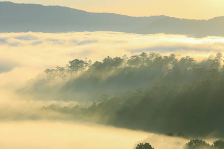 梦幻般的迷雾森林与松树和山在阳光下