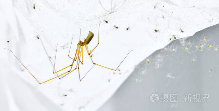 孤立的家蜘蛛照片 正版商用图片0tlmm4 摄图新视界