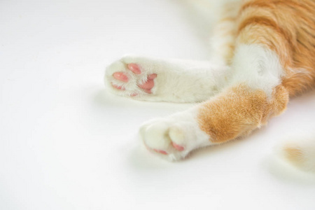 毛茸茸的腿图片