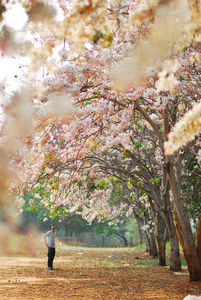 粉色的樱花花树所以美丽的自然景观为 feb