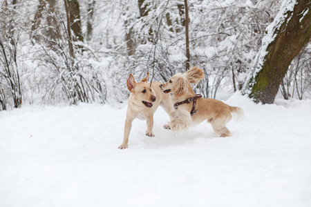 狗在雪地里玩耍。冬季狗在公园散步