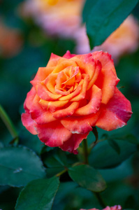 混合茶是一组花园玫瑰的一种非正式园艺分类。它们是通过穿越两种类型的玫瑰而产生的, 最初是与茶玫瑰杂交的。它是被归类为现代花园玫瑰