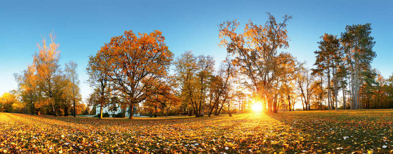 秋天公园与太阳和森林全景