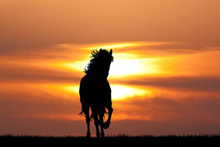 日落野马骏马图片