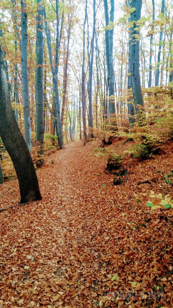 秋天森林路径的颜色