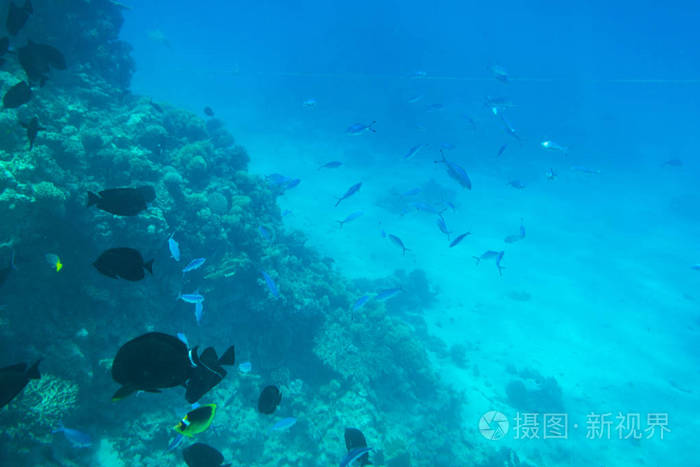 红海水下风景与热带鱼, 埃及