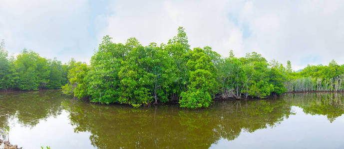 马杜甘加河上的红树林