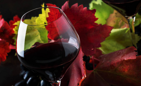 干燥的红葡萄酒从黑皮诺葡萄在大杯子, 秋天仍然生活与红色和黄色叶子在黑暗的背景, 低调, 选择性焦点