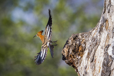 非洲 hoopoe 在克鲁格国家公园, 南非Upupidae Upupa 基利坎贝尔家族的钱币