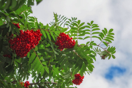 罗文的树枝上有成熟的红色果实, 阳光照在天空中