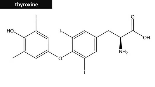 分子结构的甲状腺素