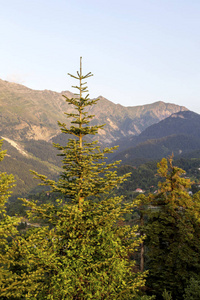 孤独的大云杉生长在群山中，靠近光线。