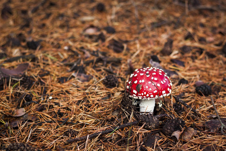 蘑菇 amanita 在自然背景上, 关闭满天星的小白花.