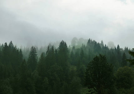 风景如画的山森林观在雾晨图片