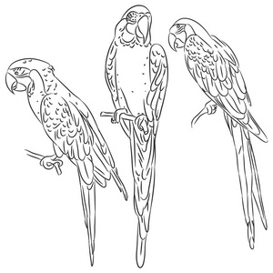 金刚鹦鹉设置黑色素描隔离在白色背景.向量例证照片