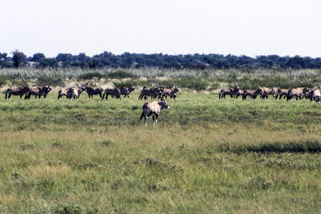 gemsbok oryx gazella, 中部卡拉哈里狩猎保护区, 博茨瓦纳, 非洲