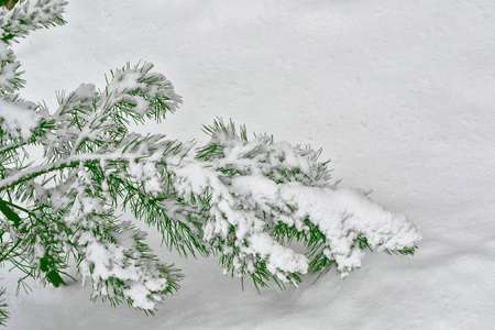 冰冻的冬季森林与雪覆盖了树