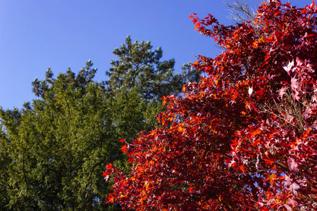 德国南部秋天五颜六色的树枝