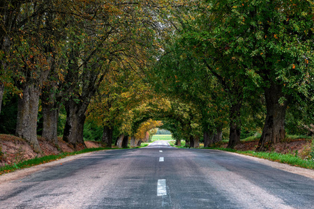 孤独的乡间小路, 落叶小巷 照片
