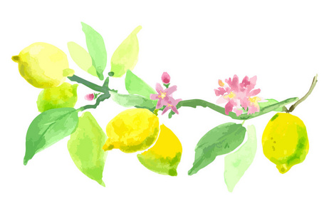 柠檬花和水果的分支.矢量水彩技法插画
