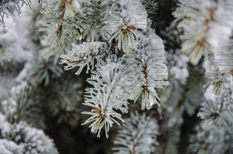 冷杉分枝在雪圣诞节假日背景