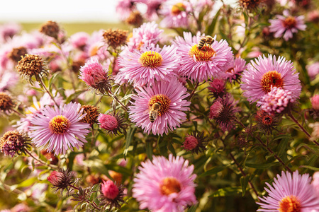 秋天粉红色的花与蜜蜂