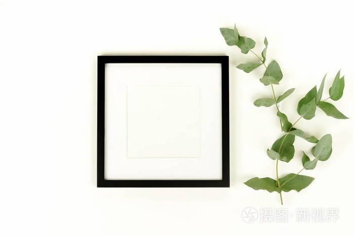 相框模拟和桉树分支在白色背景.平面布局, 顶部视图, 复制空间正方形