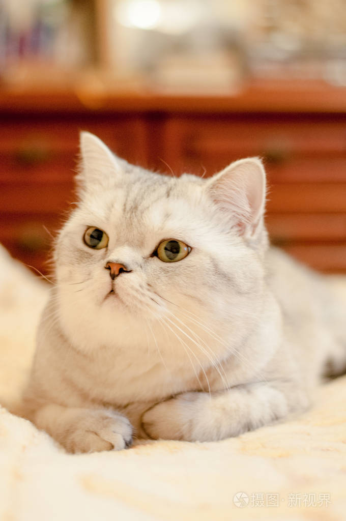 英国短毛猫品种的猫