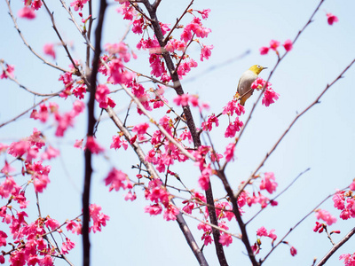 樱花为背景