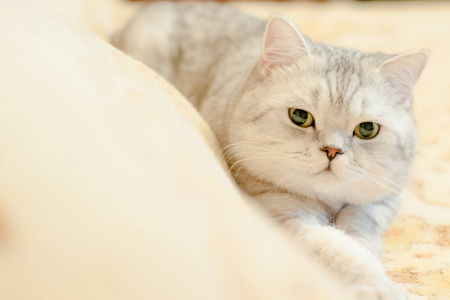 英国短毛猫品种的猫照片