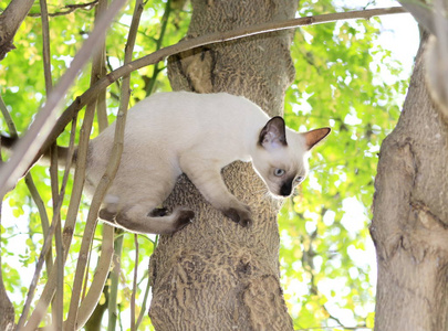 小猫在花园里的一棵树上玩顽皮
